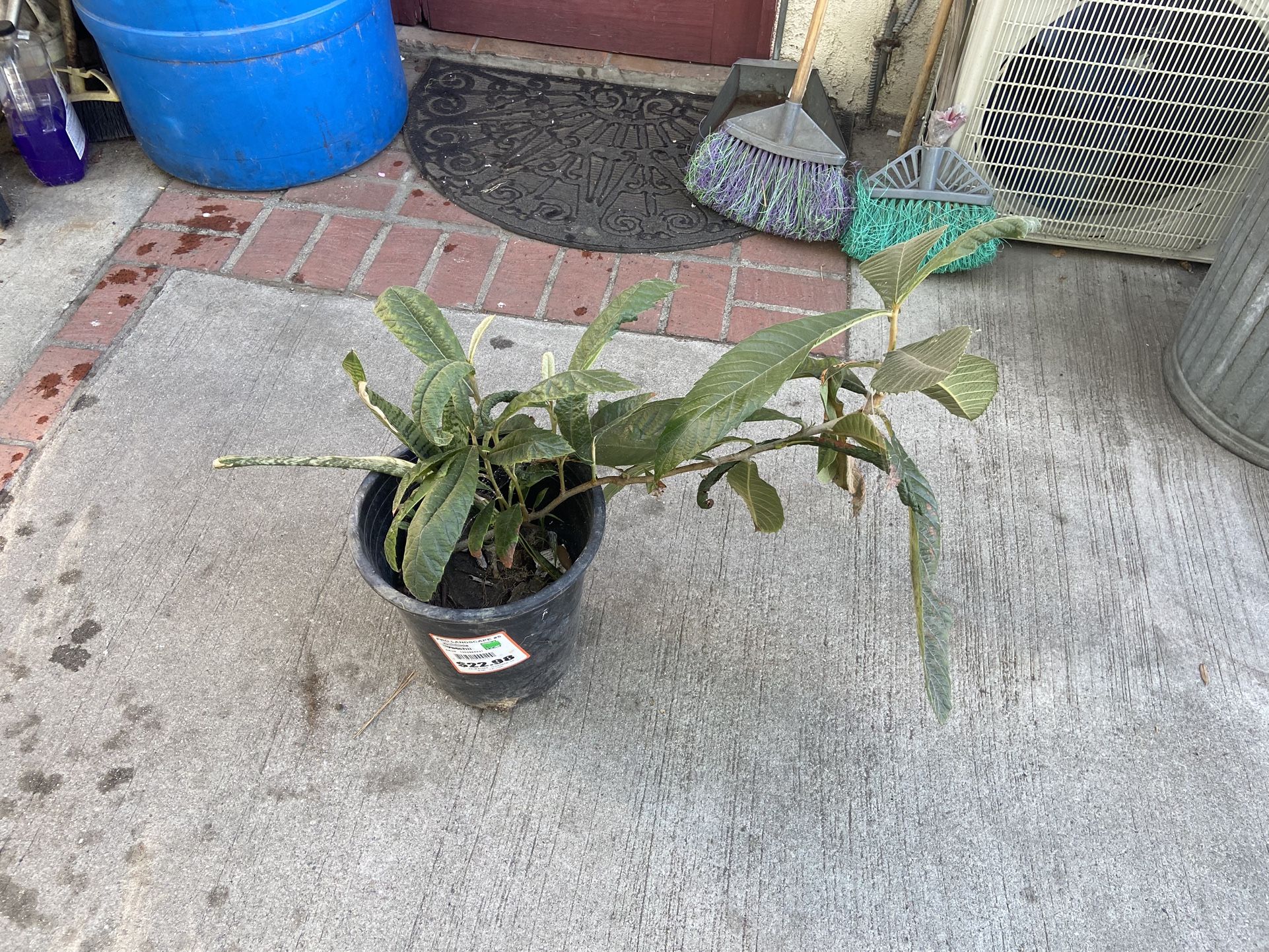Loquat Plant