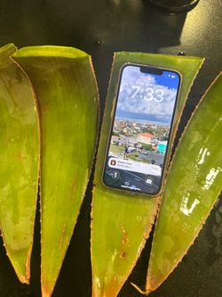 Large Aloe Leaves