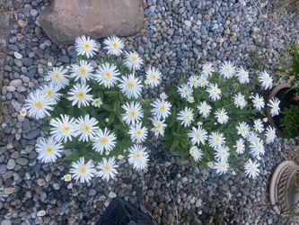 Two matching blooming daisy plants in large 12” plastic decorative pots