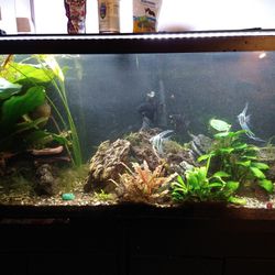 55 Gallon Aquarium With Stand, Filter ,Heater And Full Spectrum Light System