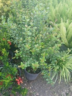 Simpson Stopper Hedges Sale! 3gl $8