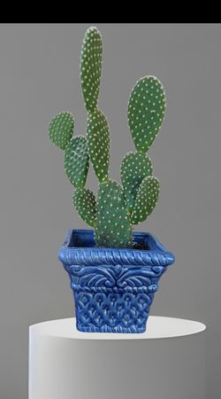 Cactus Angel wings plants