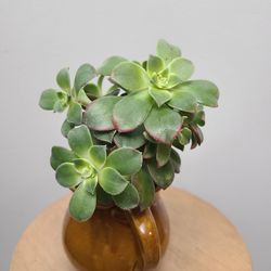 Aeonium Kiwi Succulent In Antique Glass