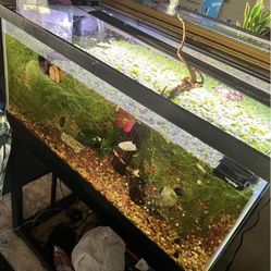 40gal Fish Tank And Stand