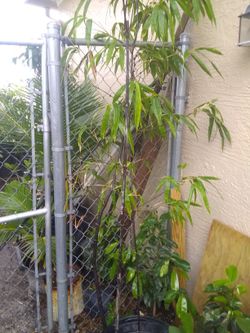Black bamboo