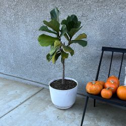 Fiddle Leaf With Plastic Pot 