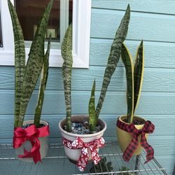 Christmas 🎄 Snake Plant Decorations, Jade Trees, Succulents 