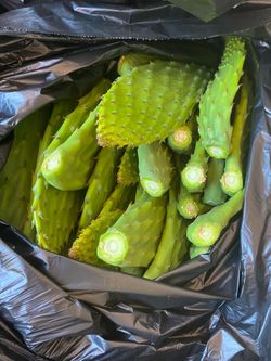 Nopalitos recién cortados