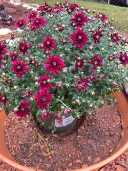 Beautiful burgundy fall plant look at all the pictures read the description below