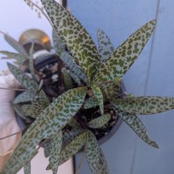Ledebouria Socialis/ Silver Squill Plant