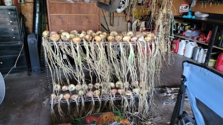 Home grown, locally grown onions