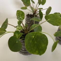 Pilea Or Coin Plant 