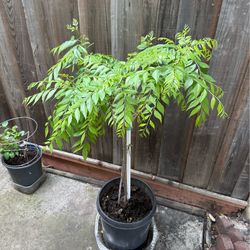 CURRY LEAF PLANT - 3 YEARS MATURE