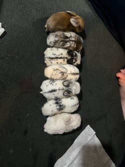 Baby holland lop rabbits