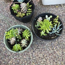 Potted Assorted Succulents Plants 