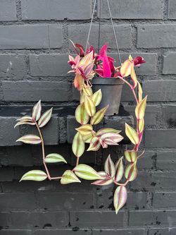Plants