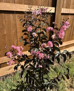 Super RARE Black Diamond Twilight Pink Crape Myrtle Tree