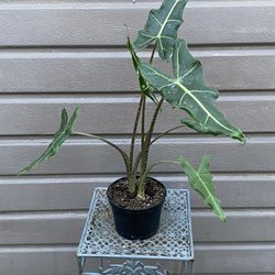 6” Alocasia Sarian 