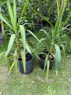 Plantas