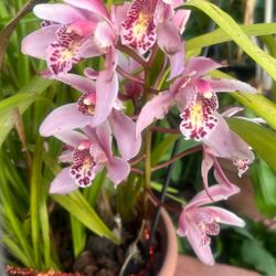 Pink Orchid Flower Plants in Pot