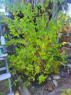 2 Mulberry Trees