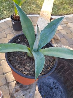 Blue Agave