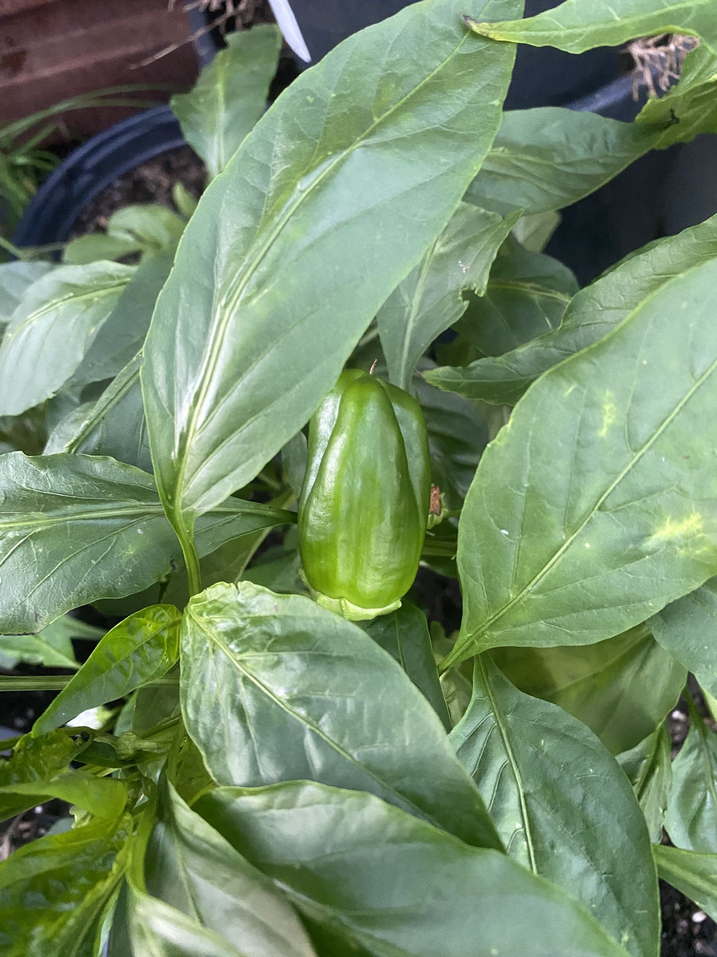 Bell Pepper Plants