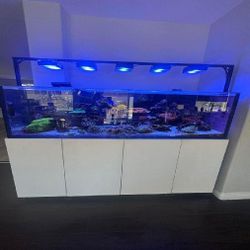Premium-Grade Aquarium Setup - Top-Level Quality Choice perhaps interesting