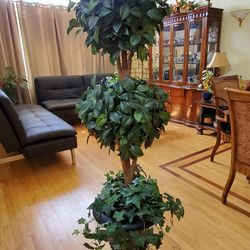 Topiary Good Condition