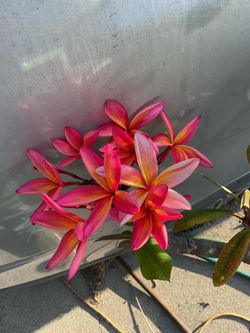 Plumeria cutting sale today. Many colors and sizes. From small cuttings to giant instant trees. Prices start at $10 and go up. Price depends on color 