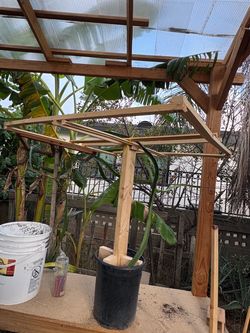 Red dragon fruit with trellis