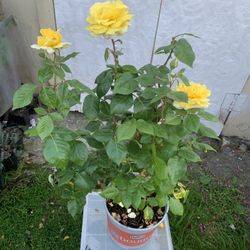 Lemontini hubris Tea rose 