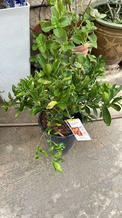 Dwarf orange Valencia