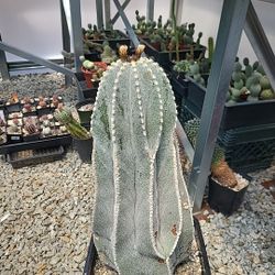 Cactus Succulents Exotic Plants