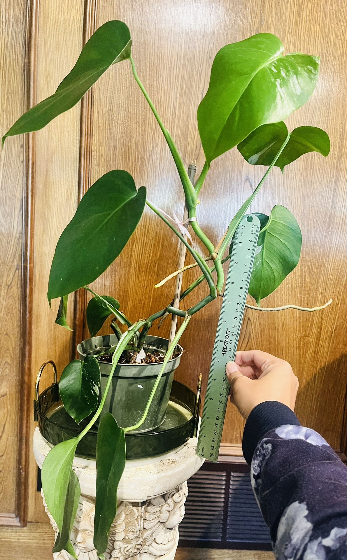 Monstera Albo - Low Variegation