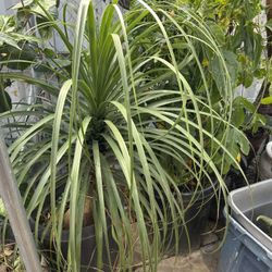 Palma Pata De Elefante