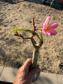 Plumeria 8 inches cutting