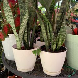 Sansevieria 4' Inch Pot 