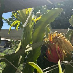 Dragon Fruit Plants 
