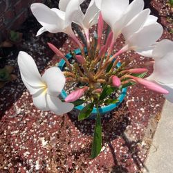 Frangipani Tree,  Plumerias $25 And Up Starting To Bloom
