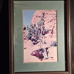 Vintage local artist photo-art of an "Arizona Juniper Tree". Frame measures 18"X 14"