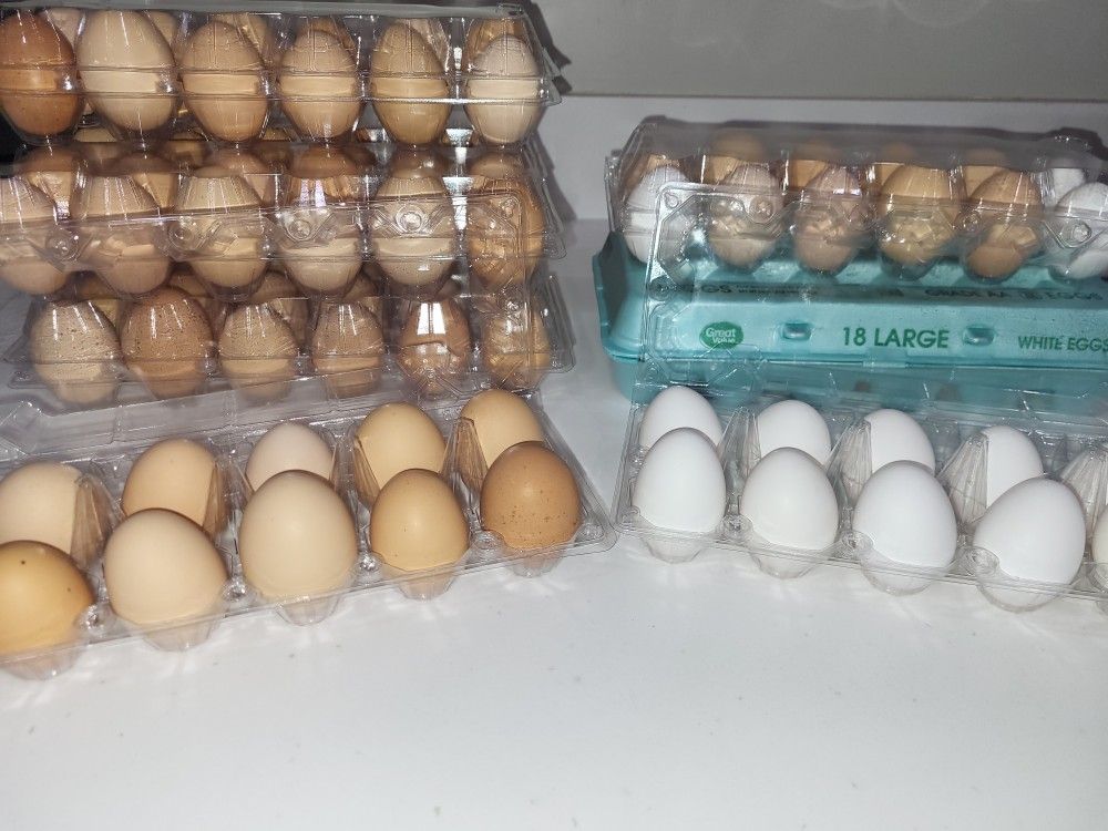 Fresh Eggs