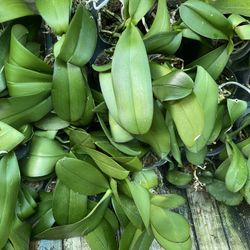Phalaenopsis Orchid Plant 