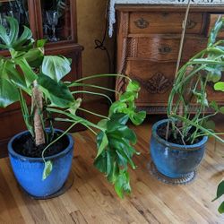 Philodendron Plant