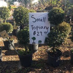 Small Topiary