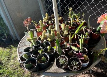 Plants 4’