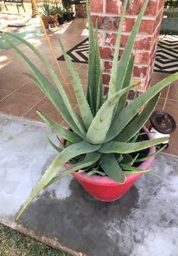 Savila plant is very big