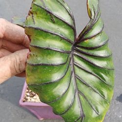 Colocasia Plant