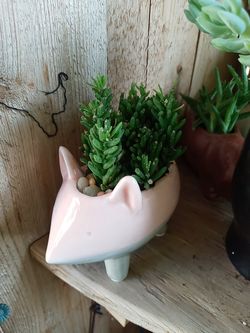 Small planter real plant