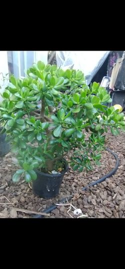 Jade Plant